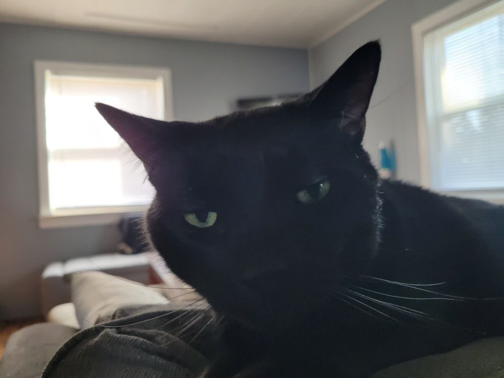 Black cat looking into the camera