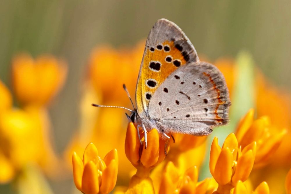 A small gray and orange butterfly rests on bright orange flowers against a blurred orange and green background.