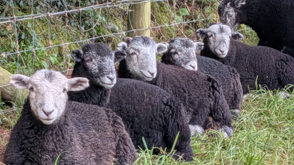 Line of sheep sitting in front of a fence
