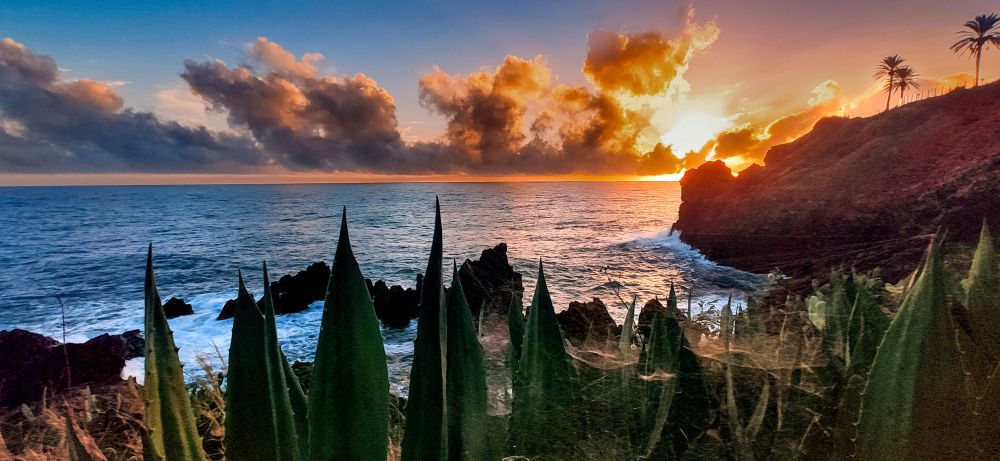 Coastal sunset with spiky plants in the foreground