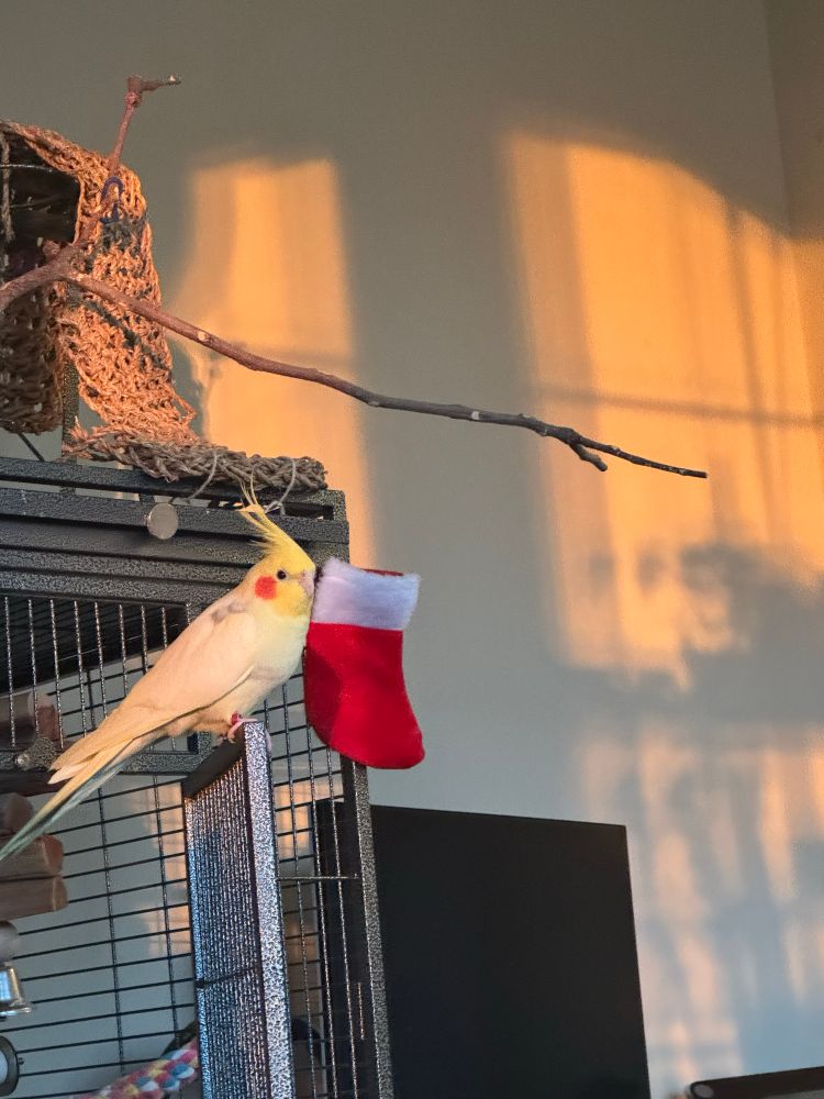 Yellow cockatiel bathed in yellow sunset light with shadows of plants and windows in the background. Also an appropriately sized Santa stocking that belongs to the bird