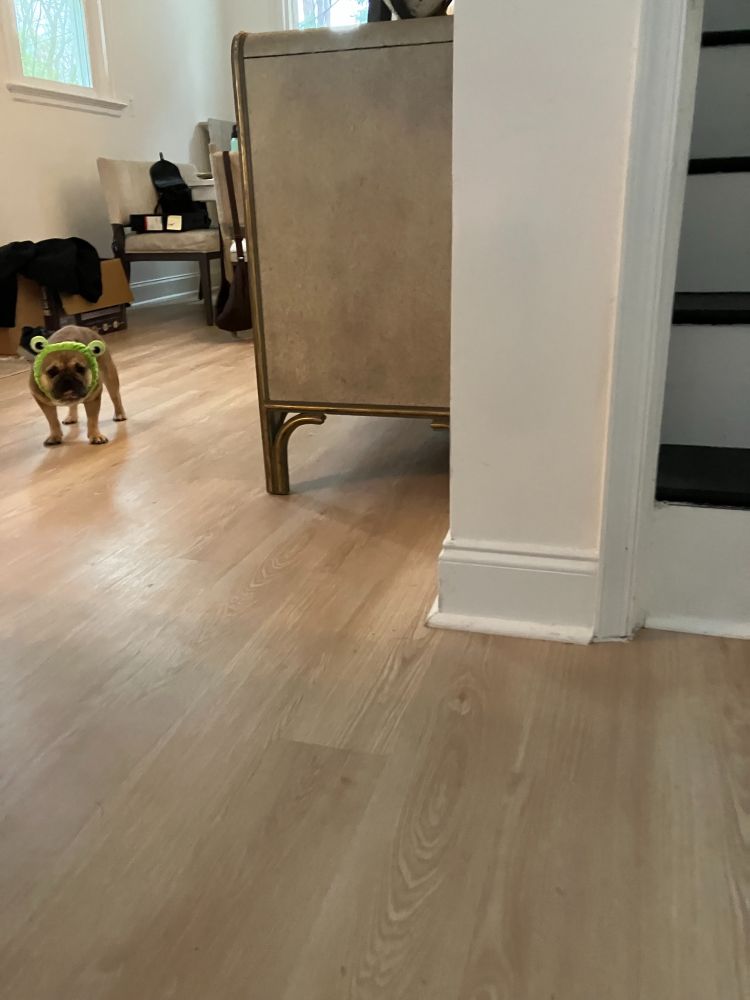 A small bulldog with a green headband on standing frozen in a living room staring at the camera