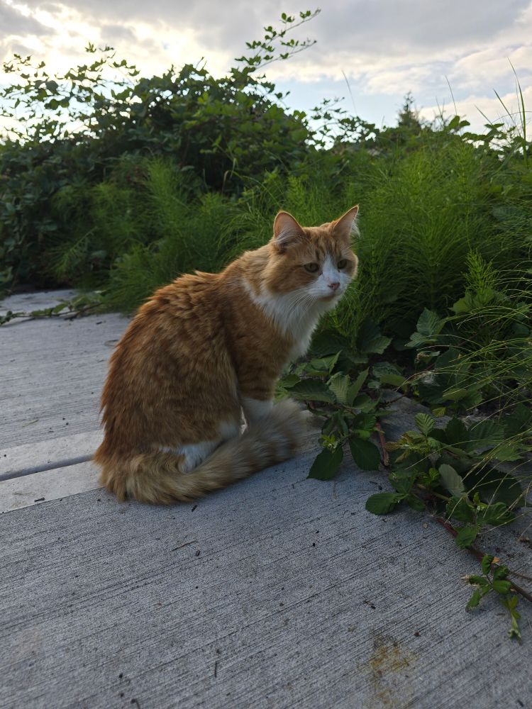 a long haired orange and white cat standing on the sidewalk in front of some bushes 