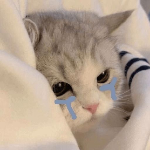 crying cat