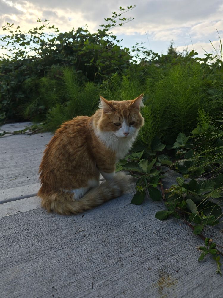a long haired orange and white cat standing on the sidewalk in front of some bushes 