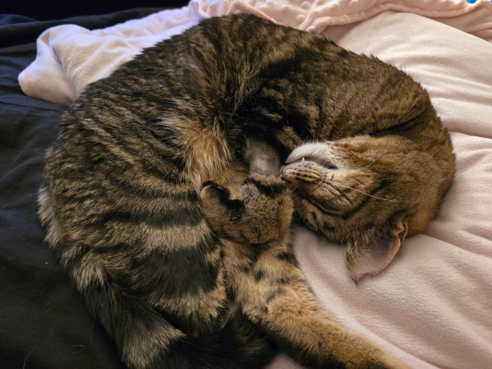 a brown tabby cat curled up sleeping. he noticably has a shaved spot on his arm