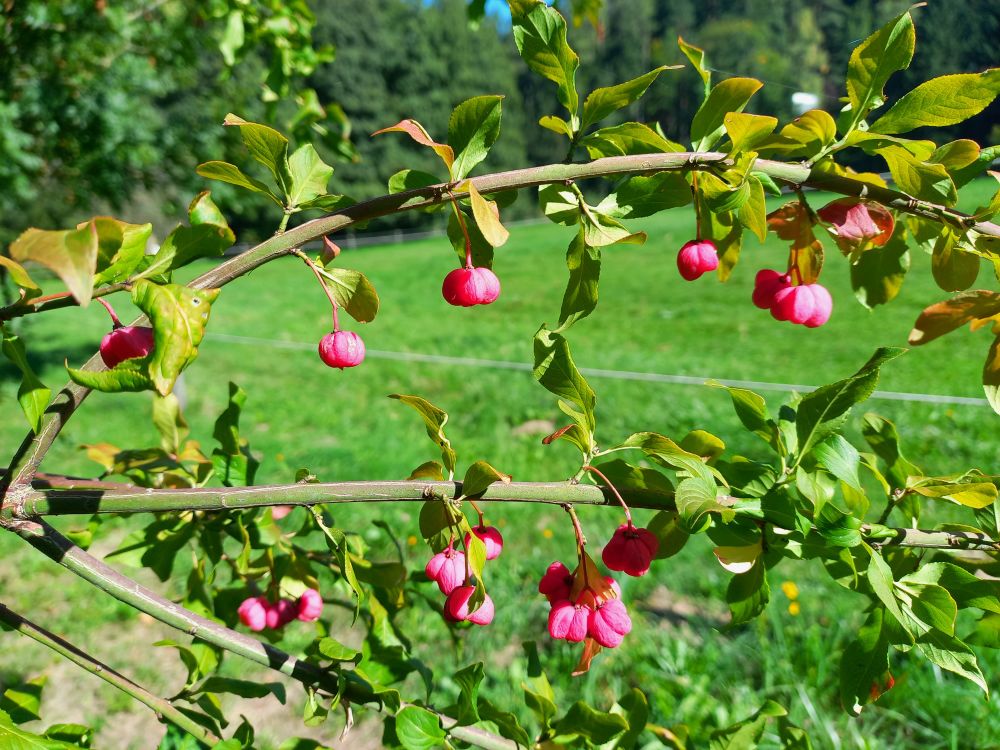 A branch of a spindle tree with fruits