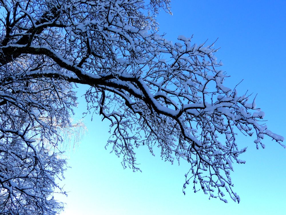 a photo of a highly branched tree, covered with fresh snow. The sky in the background is light blue, blending into white at the bottom.
