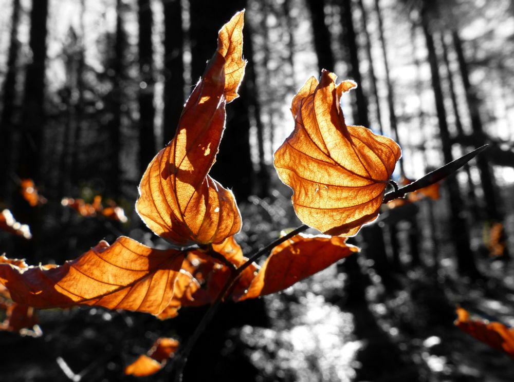 Foto: Ein Zweig mit vertrockneten Laubblättern leuchtet in kräftigem Orange. Im Hintergrund sieht man Baumstämme/Wald. Dieser Teil des Fotos ist schwarz/weiß.
