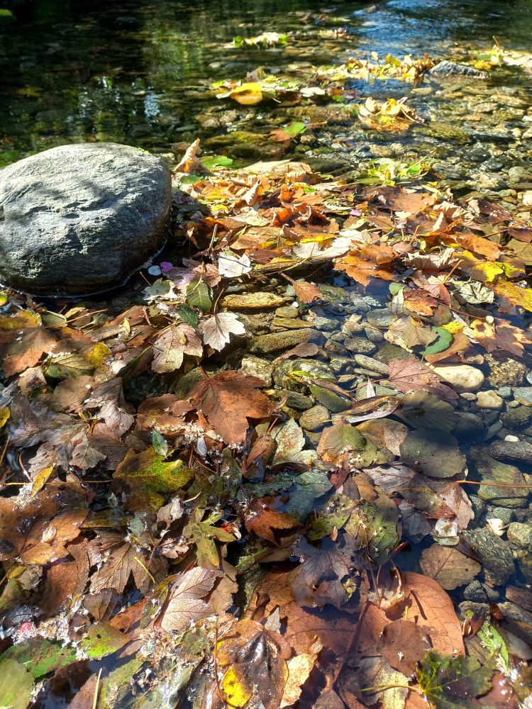Close up of colored leaves and rocks in a shallow river bed