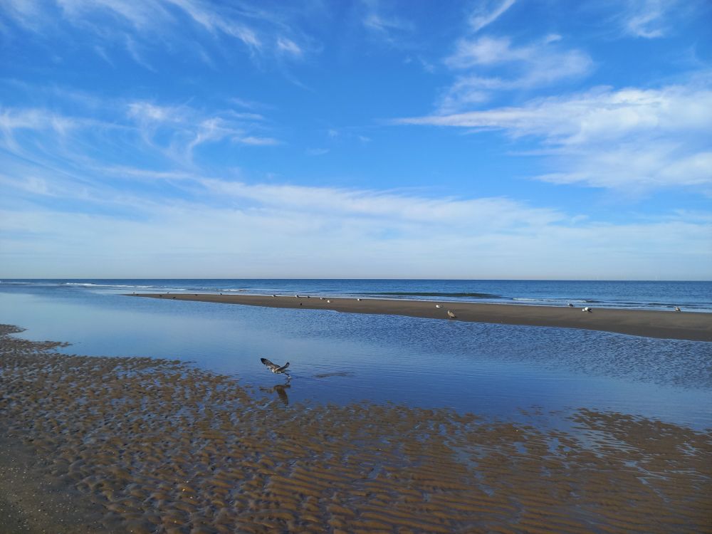 Ein Sandstrand in der Phase von Ebbe. Eine Möwe erhebt sich aus dem Wasser