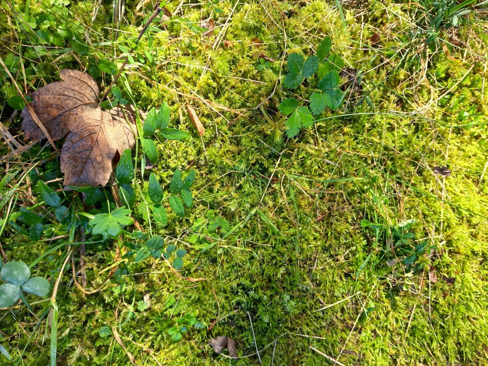 Moss