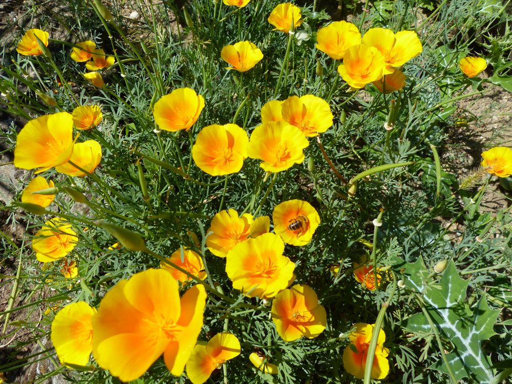 Nahaufnahme einer blühenden Pflanzengruppe, Kalifornischer Mohn, Blick von oben darauf