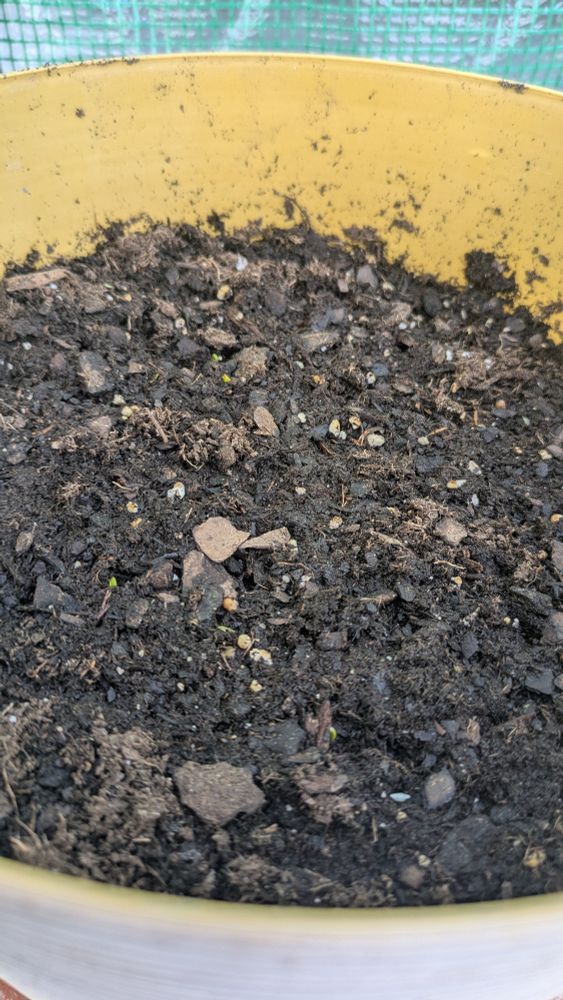 Spinach seeds coming up
