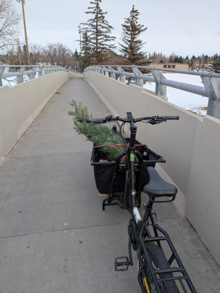 A cargo bike carrying a Christmas tree over a bridge in winter.
