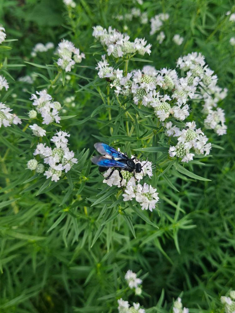 A great black wasp feeding on the nectar of Virginia mountain mint 