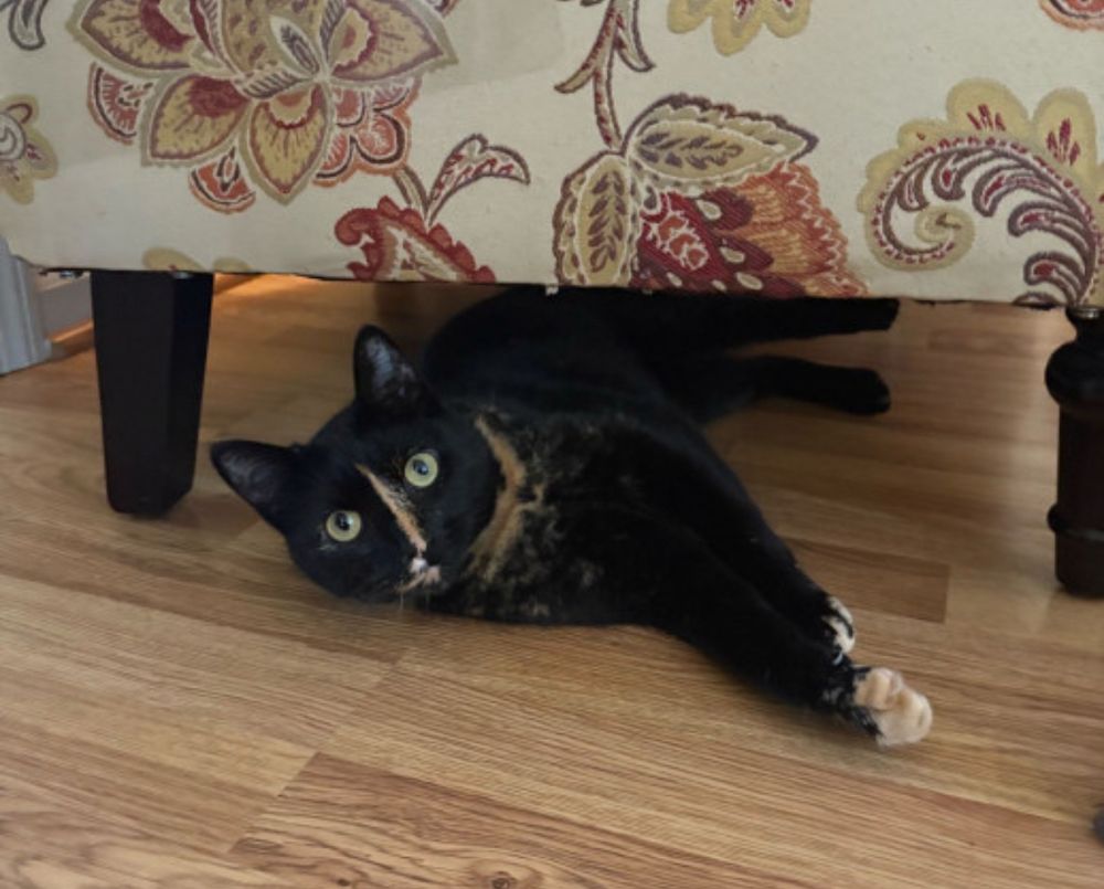 Petite black tortie cat with a tan stripe down the middle of her face. Lying in her side under a floral upholstered chair on a light wooden floor. 