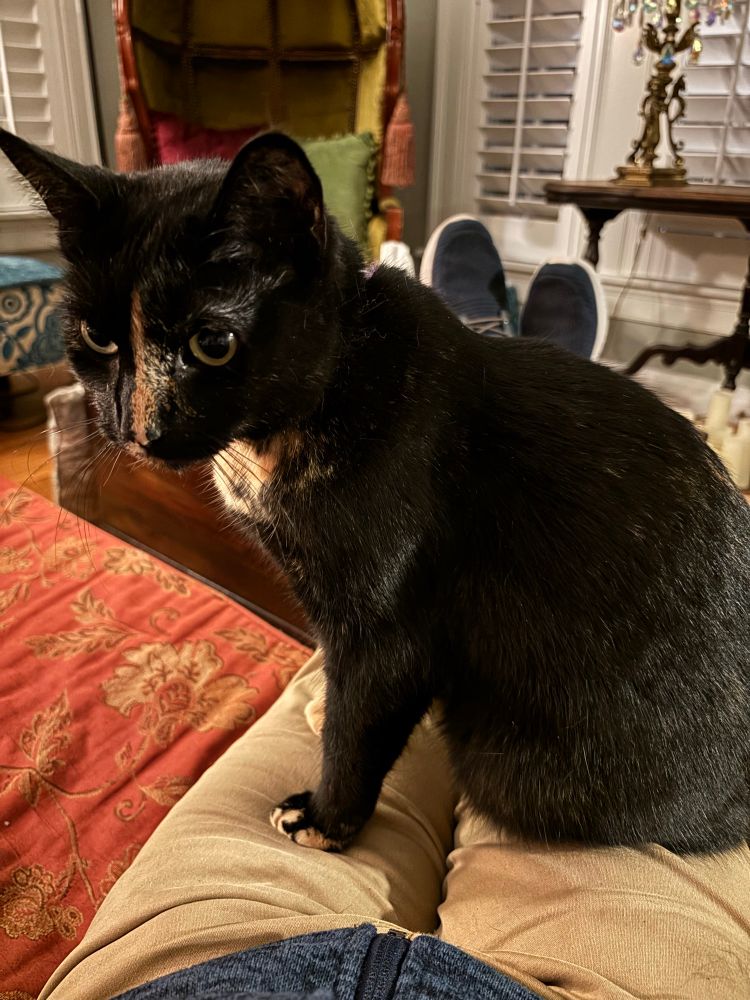 Black tortie cat with brown stripe down her nose, sitting in 3/4 profile on the pic-taker’s lap. In a messy parlor. 