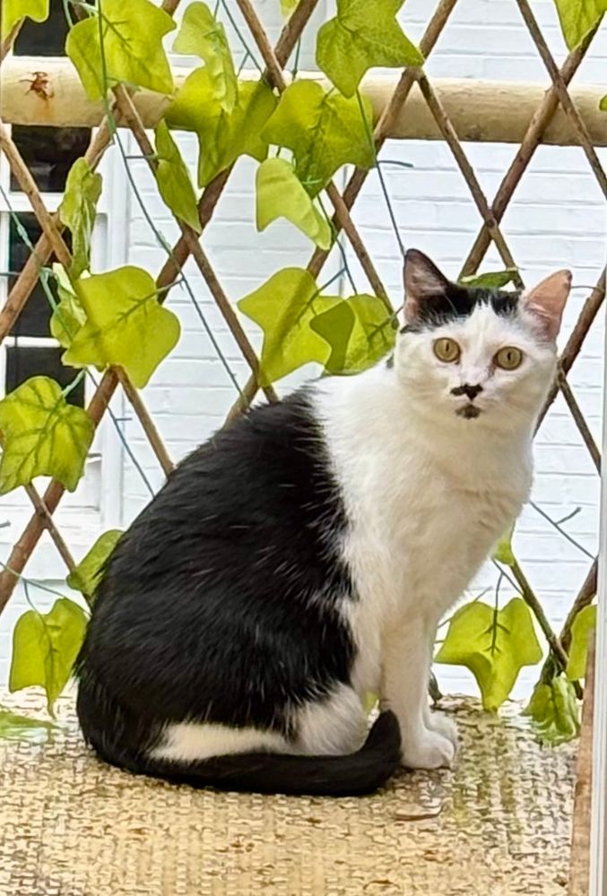 Black and white cat sitting on a wet and rusting, yellow, metal balcony with sparse, aging, artificial ivy behind her. 