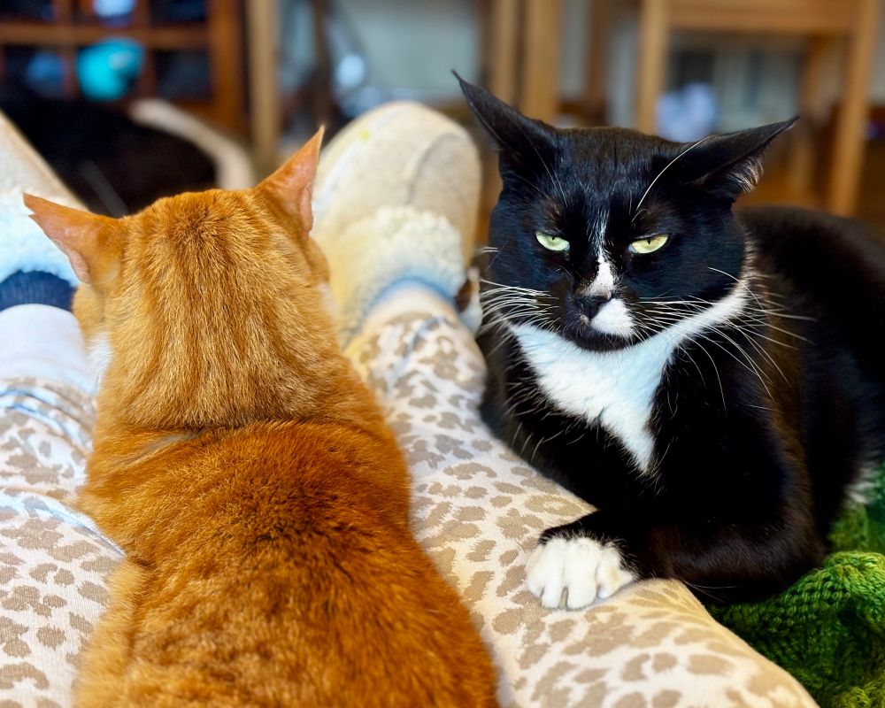 An orange cat sitting between a pair of adult legs facing away from the camera, with a tuxedo cat sitting outside the legs, facing the camera and looking annoyed