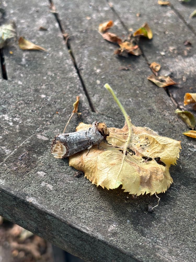 A moth on a leaf and the moth looks like a small piece of twig with little feet