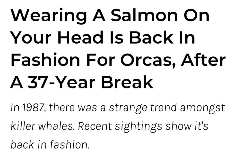 Screenshot of a news article “Wearing a salmon on your head is back in fashion for orcas, after a 37-year break”