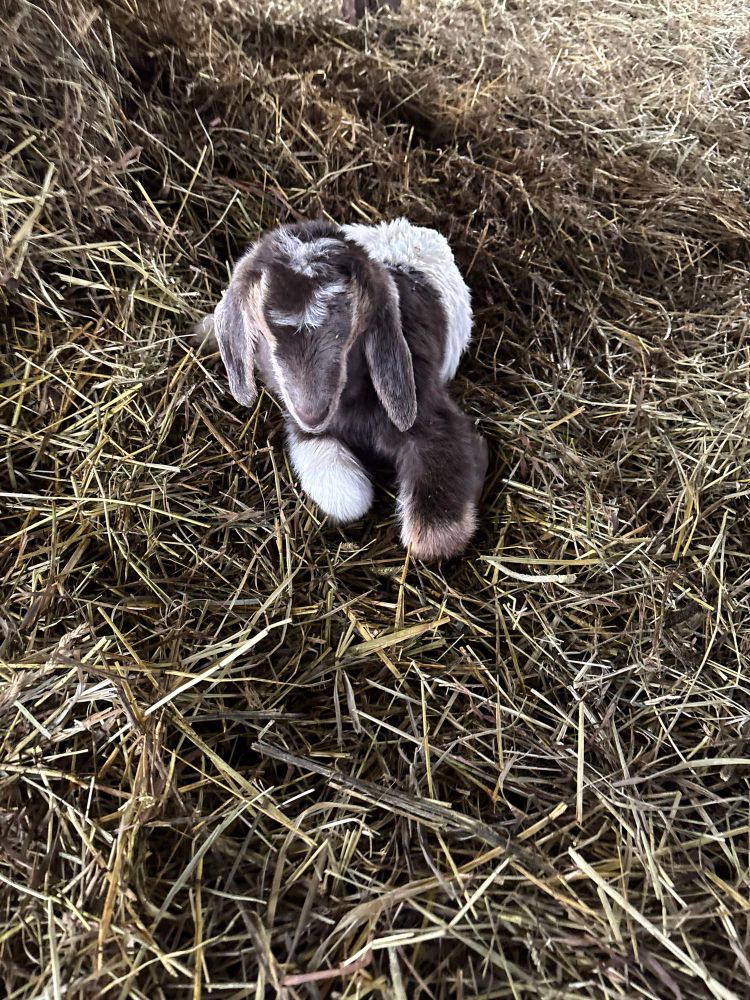 A new born goat on a pile of hay. Very cute and very fluffy. 
