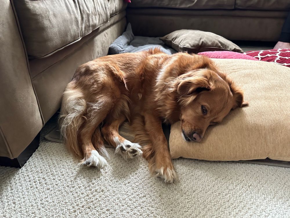A brown dog laying half on a big pillow sound asleep without a care in the world.
