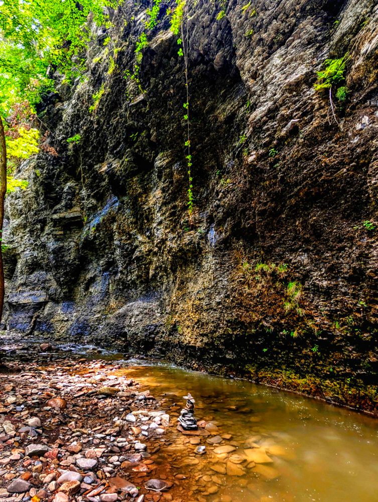 A vine hangs from the jagged cliff, its green leaves catching the light as it dangles against layers of dark, layered rock. Small plants cling to crevices, adding blotches of bright green to a severe dark stone
