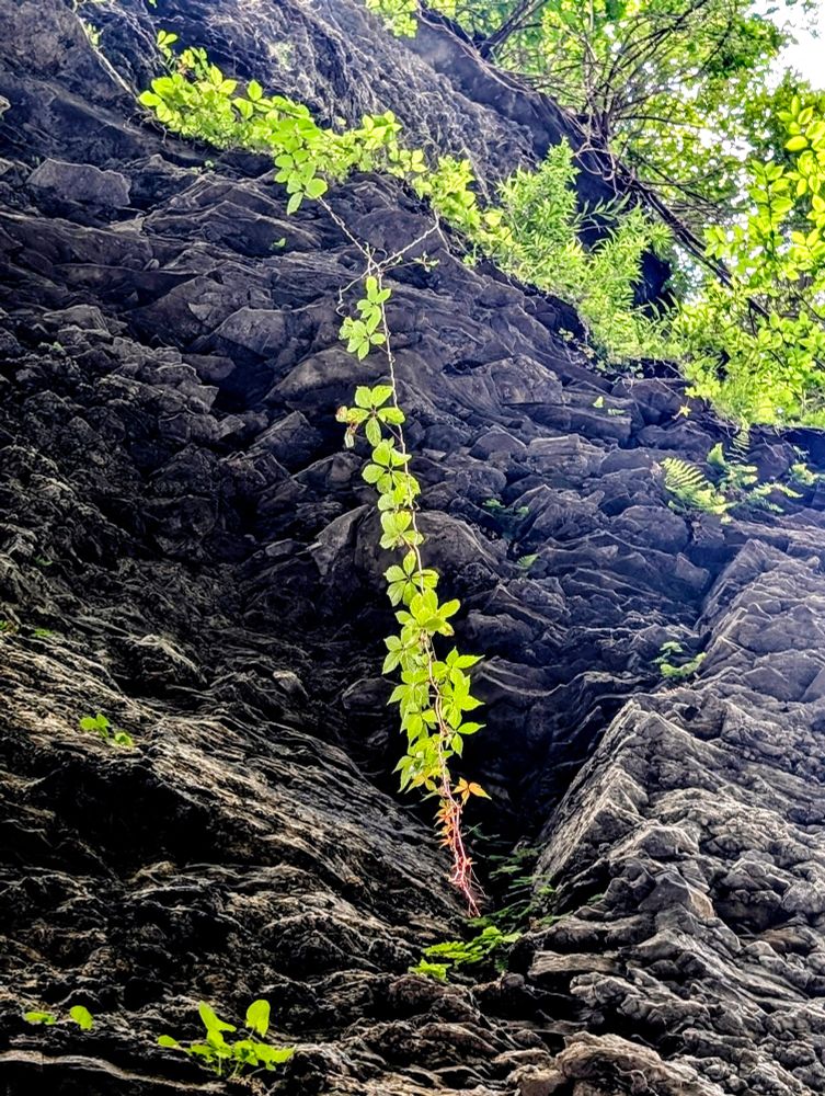 A bright green vine drops straight down from the rim of the cliff. 
