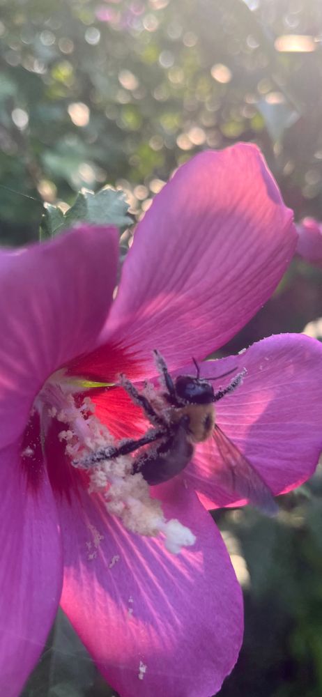 Bee with pollen in a pink rose of Sharon 