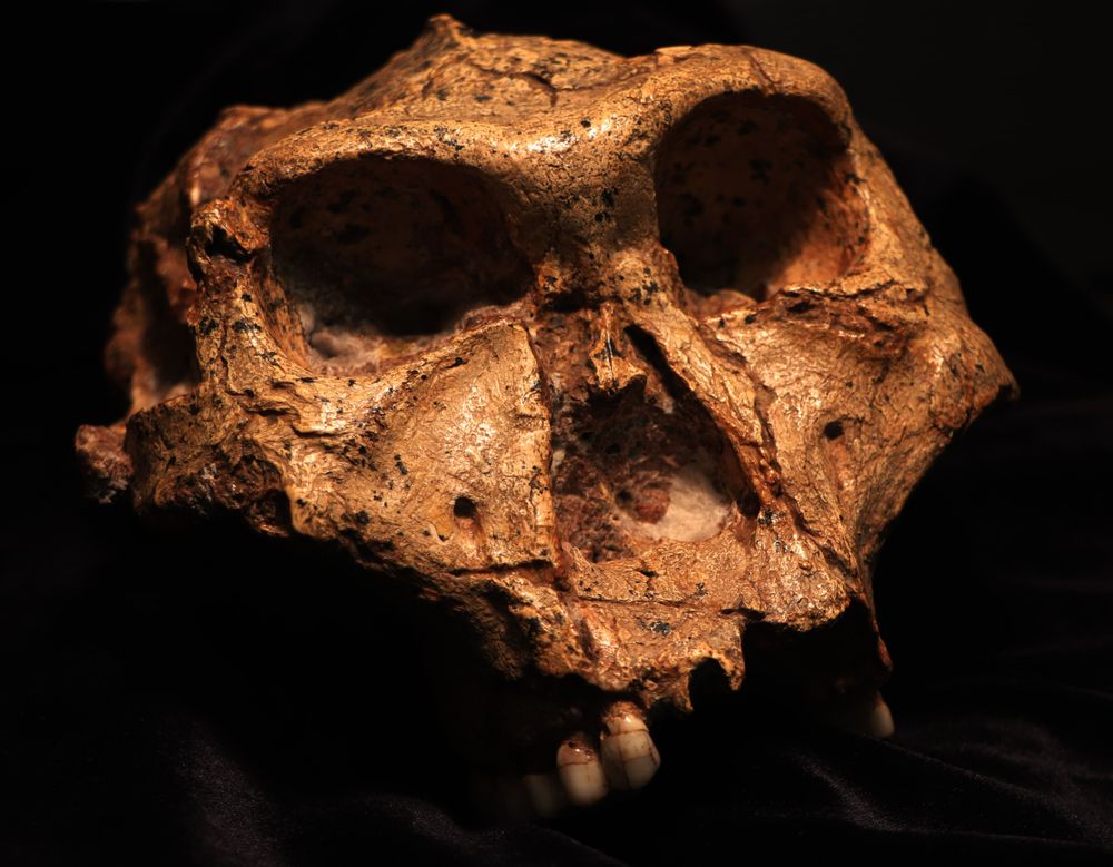Crani d’un adult de Paranthropus robustus recuperat a Swartkrans. Crèdit: Dr. Bernhard Zipfel (amb permís del Dr. Lazarus Kgasi, conservador adjunt de Paleontologia Plio-Pleistocena, al Museu Nacional d’Història Natural Ditsong).