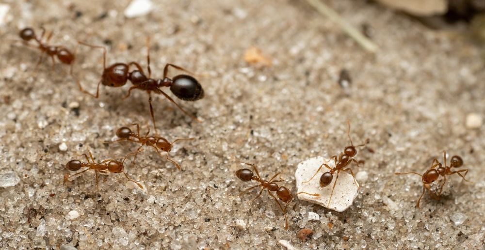 Solenopsis invicta. Formiga roja de foc.