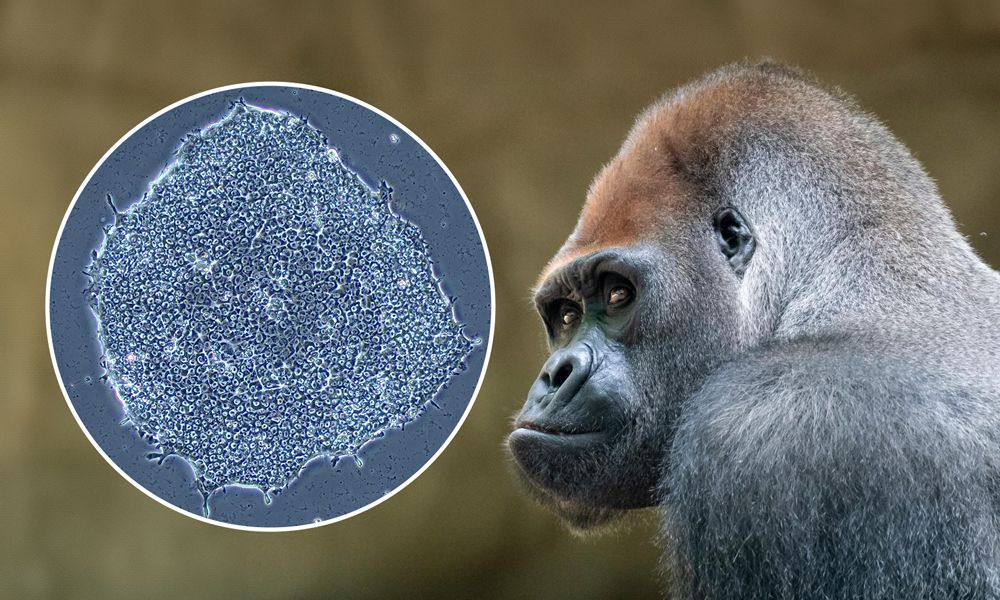 Les línies cel·lulars criopreservades pel goril·la al CryoZoo de Barcelona. Crèdit: UPF/Equip creatiu EMBL

