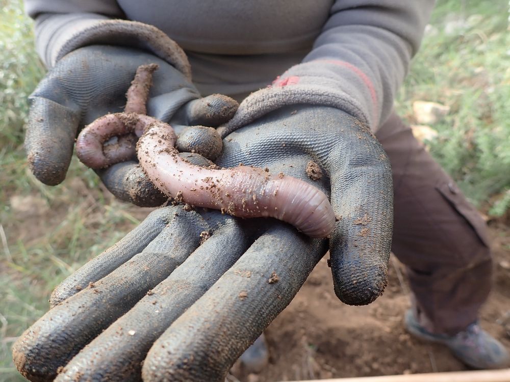Picture of the giant earthworm Norana najaformis, whose genome was newly sequenced for this study. Credit to Pau Balart-García.