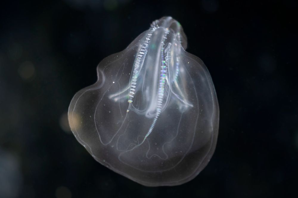 Ctenáforo Mnemiopsis leidyi. Crédito a Sepulturka. Licencia: CC BY 4.0 <https://creativecommons.org/licenses/by/4.0>, via Wikimedia Commons.