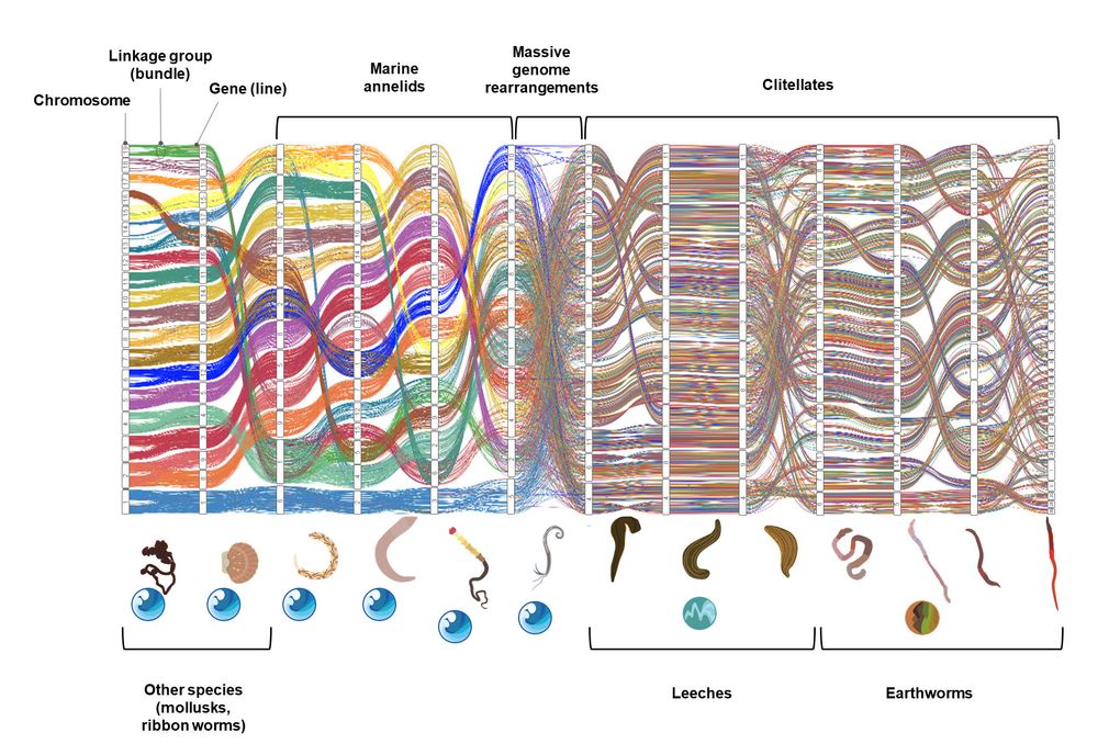 Bottom: representation of the Annelid Tree of Life showing the position of the species included in this study. Top: genome organization in marine annelids and clitellates, with emphasis on the massive genomic rearrangements between both lineages. Credit figure: Rosa Fernández. Credit data to Carlos Vargas-Chávez. Credit silhouettes to Gemma I. Martínez-Redondo.