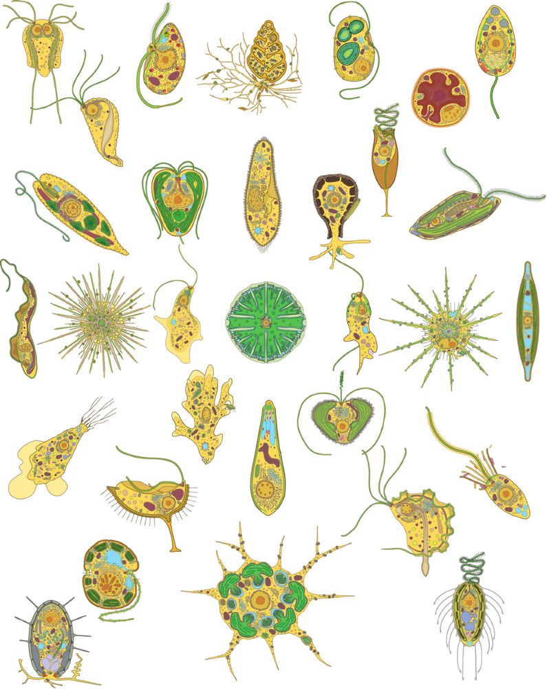 A collage of cell diagrams showing overall protist diversity. doi: https://doi.org/10.1371/journal.pbio.3002395.g004. CC BY 4.0