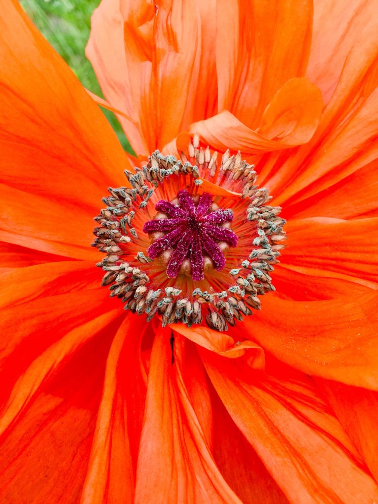 Orange poppy, close up.