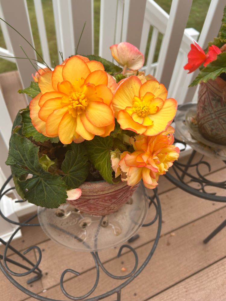 Begonias 