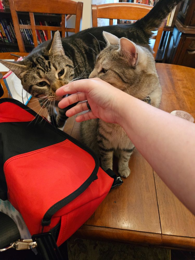 Oni (left), a brown tabby cat, and Sushi (right), a gray tabby cat. They're both excitedly sniffing my hand, as I just showed up to take care of them while Sage was out of town and they were both very happy to see me.