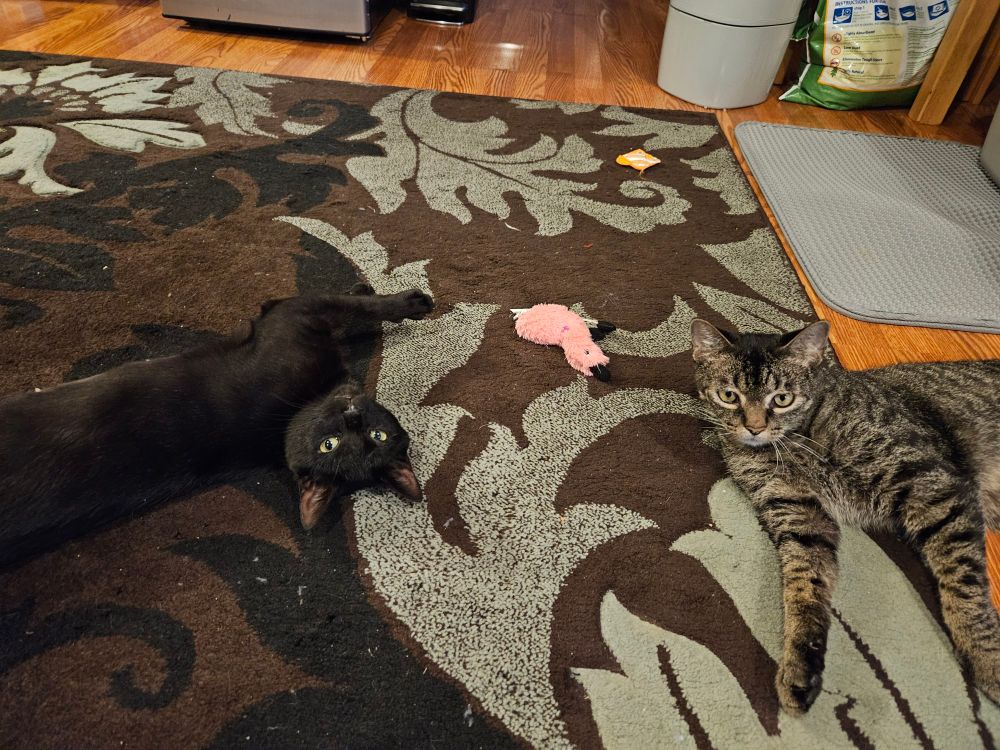 Moira the black cat and Will the tabby cat, flopped on the floor while playing with each other. 
