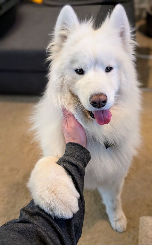 An arm, outstretched, ends in a hand petting the chest of a large white Samoyed dog. The dog is standing with her tongue out facing towards the camera, and a goofy and content expression. The dog's front left paw is raised and wrapped around the arm that's petting her.