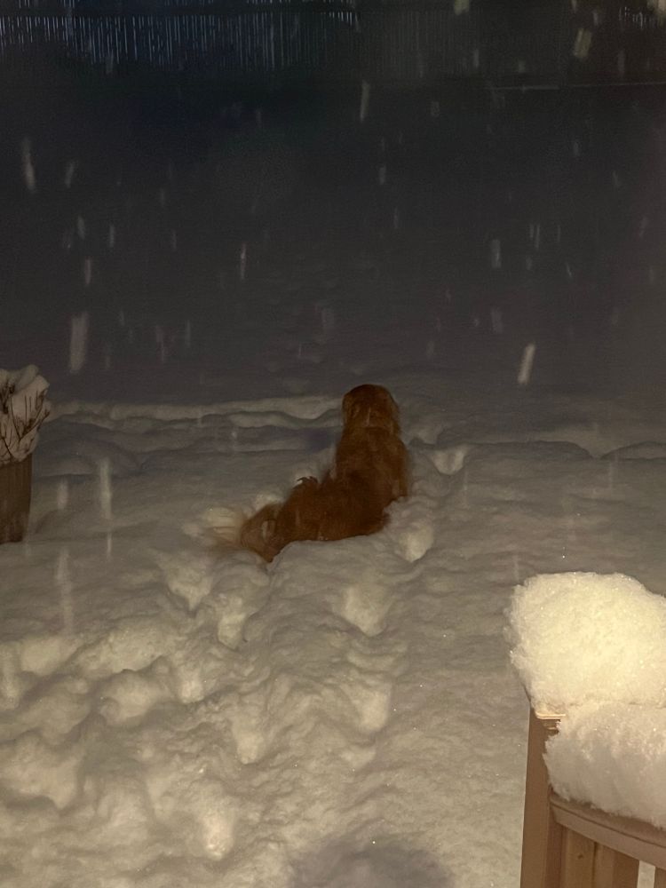 An elderly snow loving Golden Retriever is lying in deep snow on a deck keeping watch over her yard. It is one of her favorite activities and no, she isn’t cold and no, she doesn’t want to come inside when she’s called. She will knock on the door when she’s ready. 