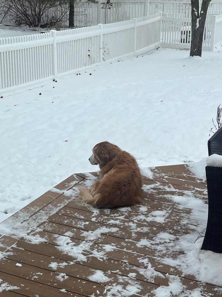 Elderly female Golden Retriever with a white face lying outside on a snowy deck the first snowy Michigan weekend. Yard is covered in snow surround by white picket fencing. 