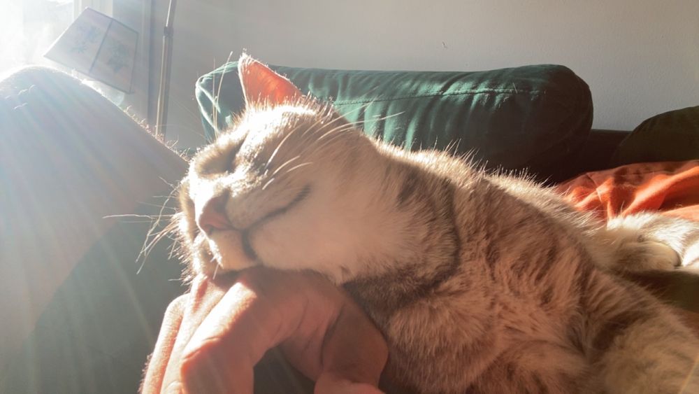 kitten basking in sunlight while resting his head on my hand, different angle