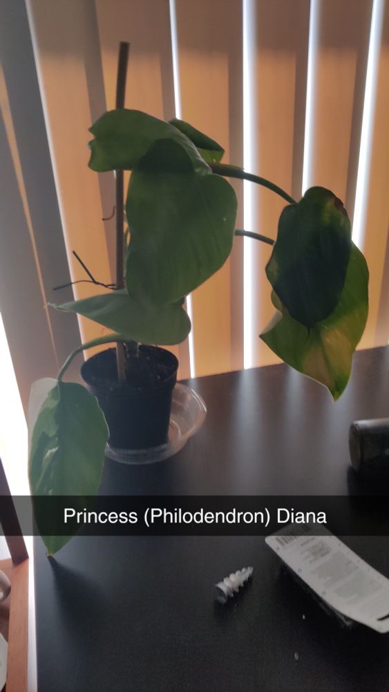 White Princess Philodendron plant on a desk. The caption says "Princess (Philodendron) Diana"