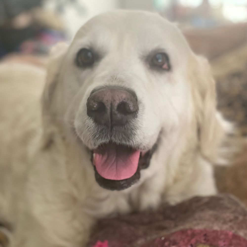 Smiling face of an English Cream Golden Retriever with her pink tongue out