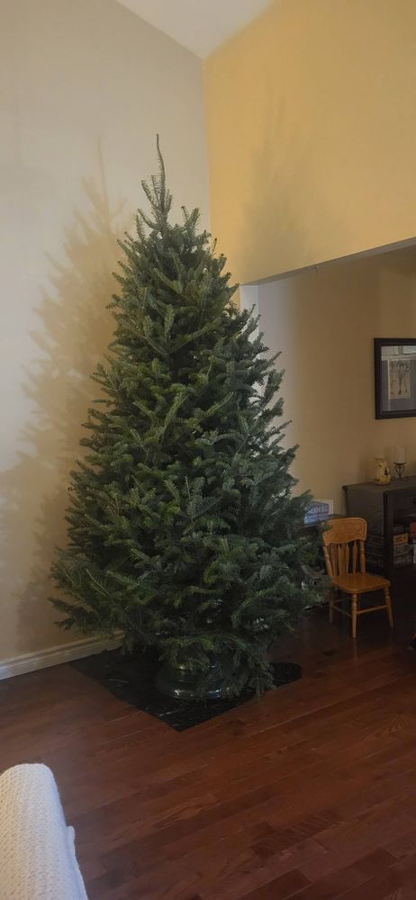 A big Christmas tree that smells REALLY good.