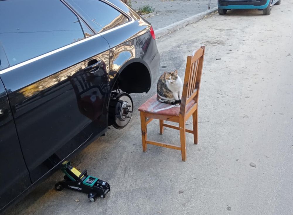 Cat sitting on a chair in front of a parked black car with its rear wheel removed and a hydraulic jack supporting it